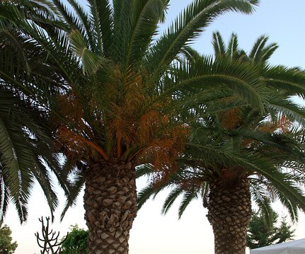 _DSC0016 Palm trees in the garden of the hotel.