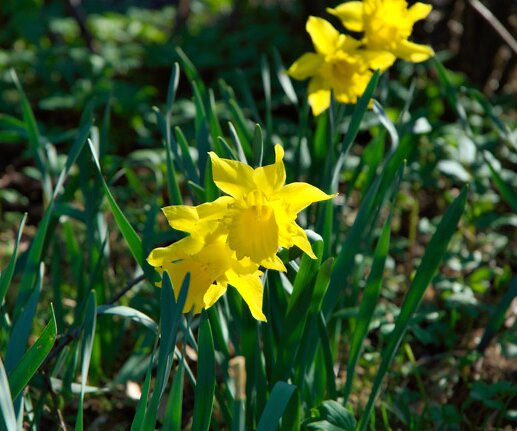 _DSC0003 Flowers.