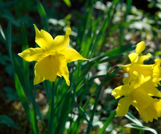 _DSC0005 Flowers.