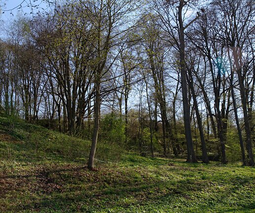 _DSC0007 Springtime, green is returning.