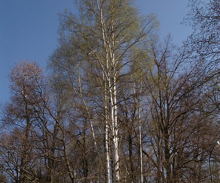 _DSC0009 Leaves have started to appear on the trees.