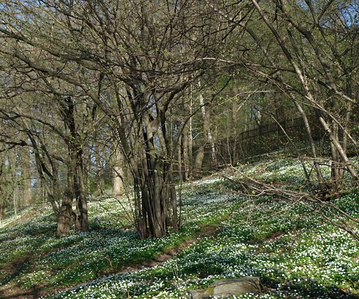 _DSC0029 Springtime at Djurgården.