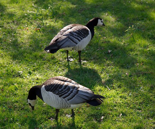 _DSC0035 Birds.