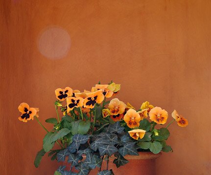 _DSC0056 Flowers.