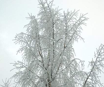 _DSC0009 Frosty tree