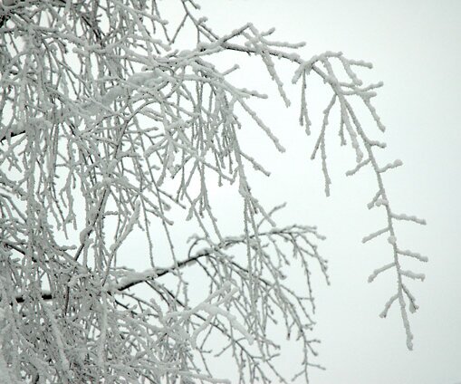 _DSC0010 Frosty branches