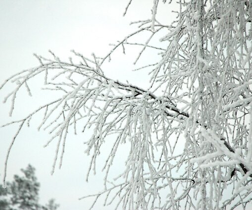 _DSC0011 Frosty branches