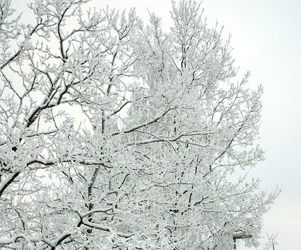 _DSC0012 Snow on the trees