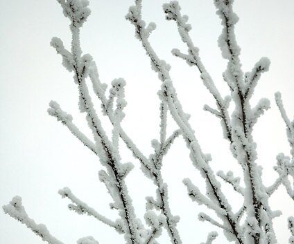 _DSC0013 Frosty branches