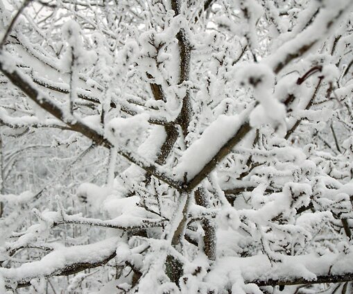 _DSC0019 Trees