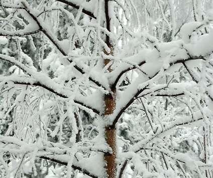 _DSC0026 Snow on the trees