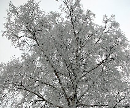 _DSC0030 Frosty tree