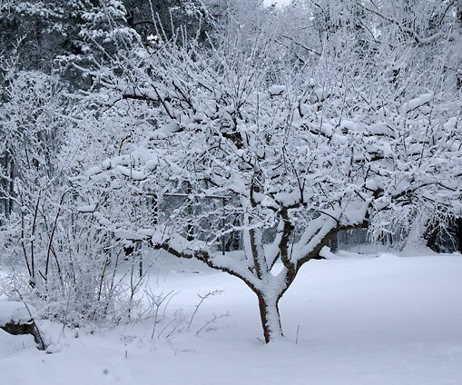 _DSC0033 Winter garden
