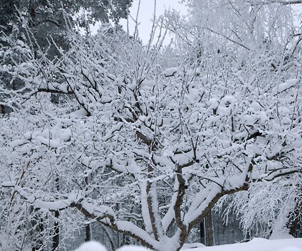 _DSC0035 Winter garden