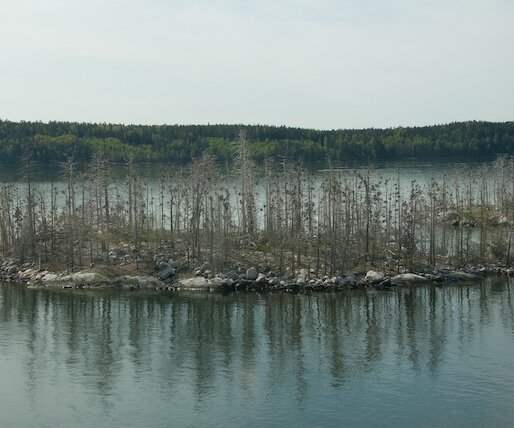 _DSC0053 Trees with bird nests on a small island.