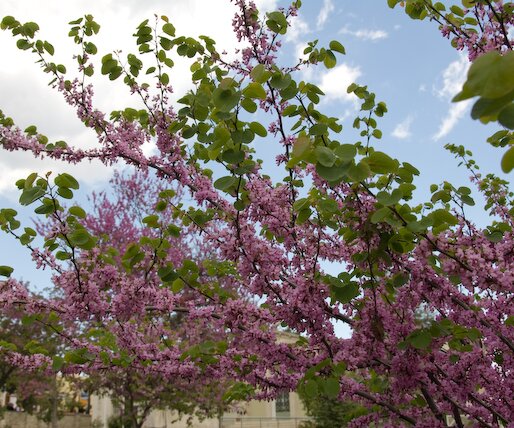 _DSC0025 Trees in spring bloom in Lefkara.