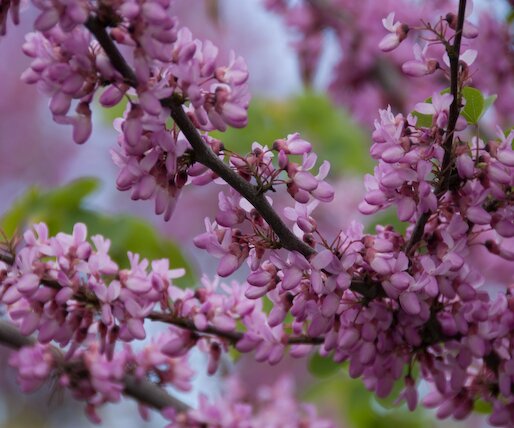 _DSC0028 Trees in spring bloom in Lefkara.