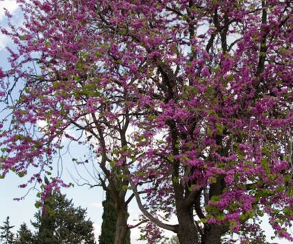 _DSC0032 Tree in spring bloom in Lefkara.
