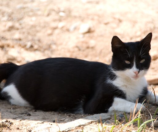 _DSC0076 Cat by the sea front promenade in Limassol.