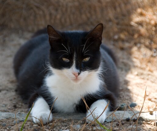 _DSC0077 Cat by the sea front promenade in Limassol.