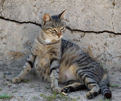 _DSC0091 Cat by the sea front promenade in Limassol.