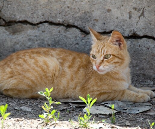 _DSC0094 Cat by the sea front promenade in Limassol.