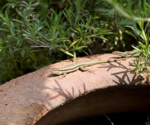 _DSC0015 Lizards.