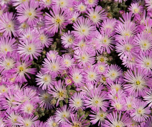 _DSC0018 Flowers.