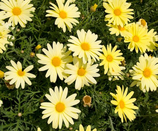 _DSC0019 Flowers.
