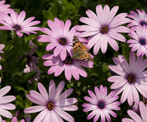 _DSC0026 Flowers and butterfly.
