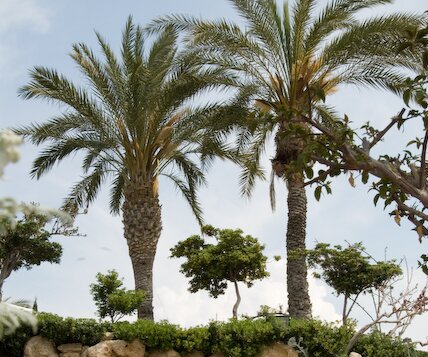 _DSC0029 Spring at the Coral Beach Hotel & Resort .