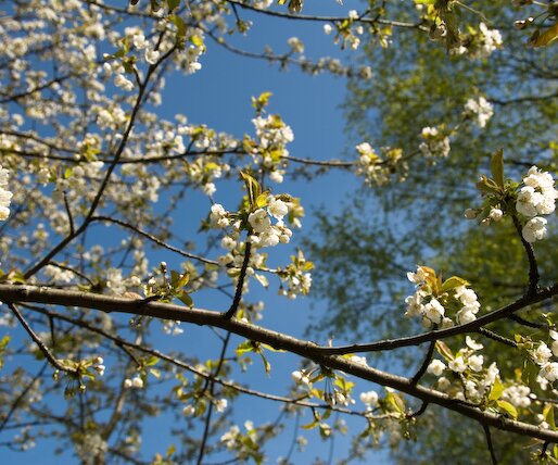 _DSC0009 Tree in bloom.