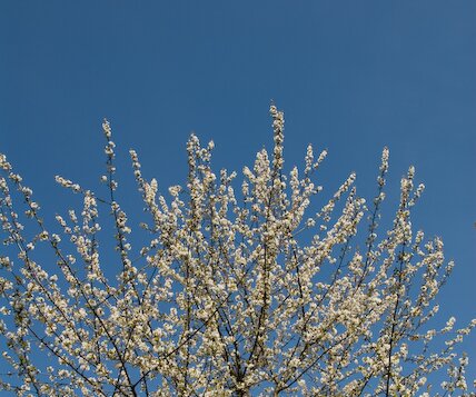 _DSC0015 Tree in bloom.