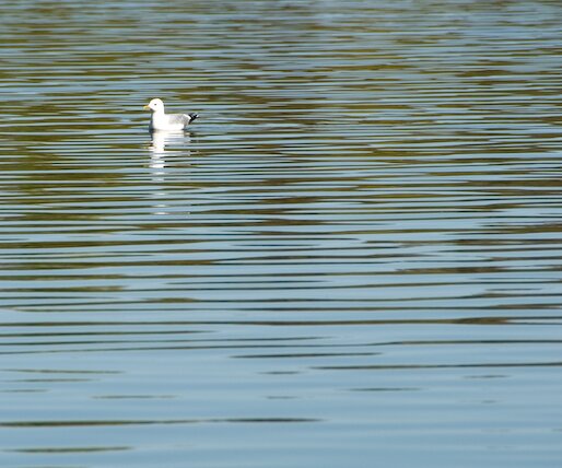 _DSC0021 Bird.