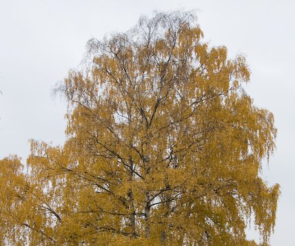 _DSC0004 Autumn tree.