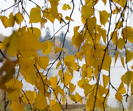 _DSC0006 Leaves.