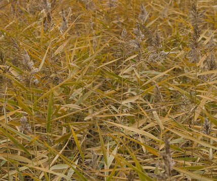 _DSC0017 Reed.