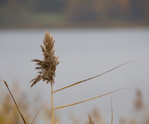 _DSC0019 Reed seed.