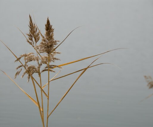 _DSC0025 Reed seed.
