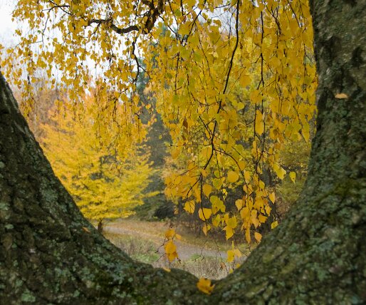 _DSC0029 Autumn leaves.