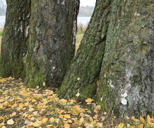 _DSC0032 Tree stems.