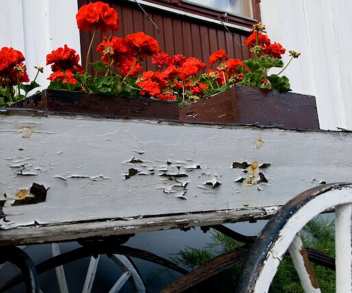 _DSC0027 Flowers.