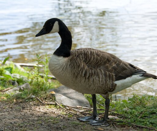 _DSC0036 A duck by the lake.