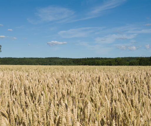 _DSC0045 Wheat field (near Steninge castle).