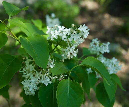 _DSC0029 Flower.