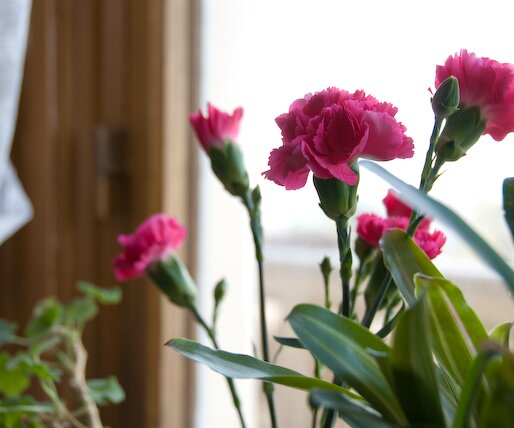_DSC0010 Flowers in the spring light from the window.
