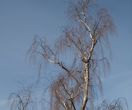 _DSC0019 Tree.