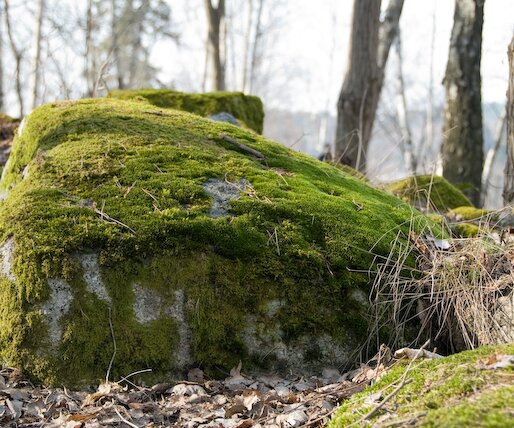 _DSC0027 Moss on the rock.