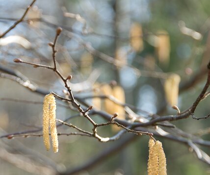 _DSC0028 Birch pollen, a sign of spring.