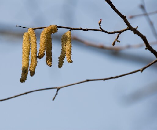 _DSC0035 Birch pollen, a sign of spring.